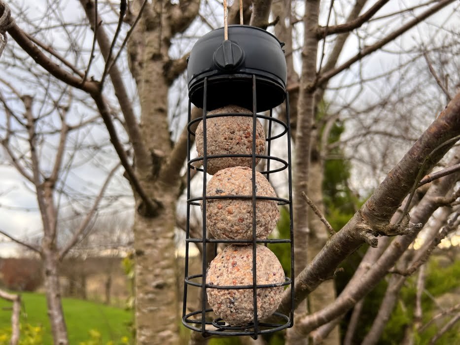 How to clean a birdfeeder 6