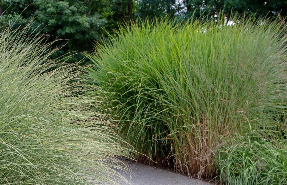 Molinia Caerulea Purple Moor Grass