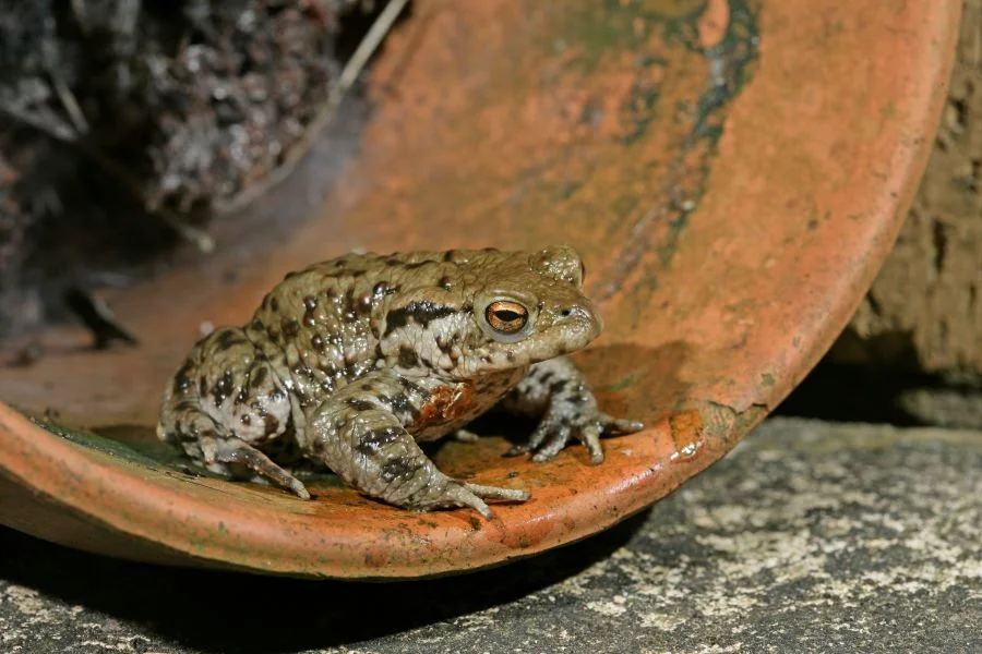 attract amphibians to your garden