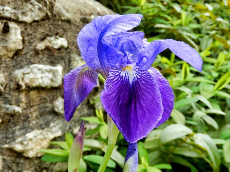 bearded iris growing guide