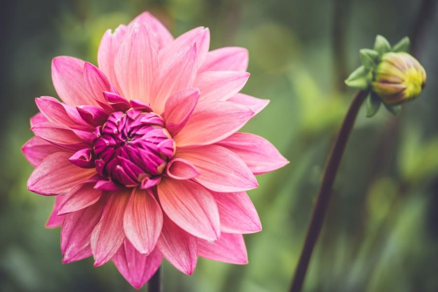 dahlia growing guide