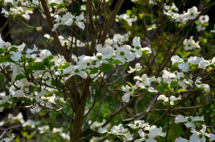 flowering dogwood tree
