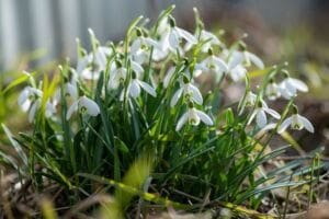 how to grow snowdrops