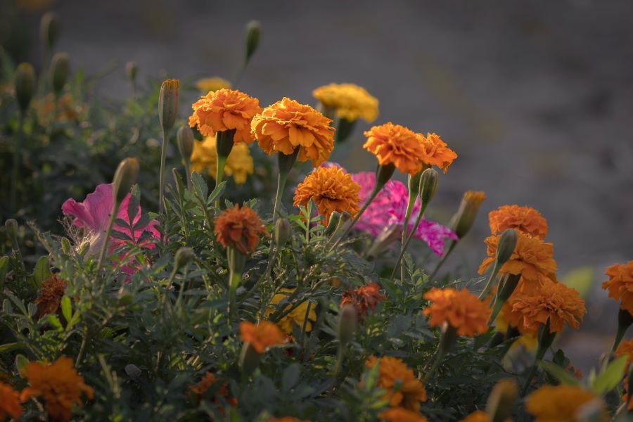 How to grow marigolds