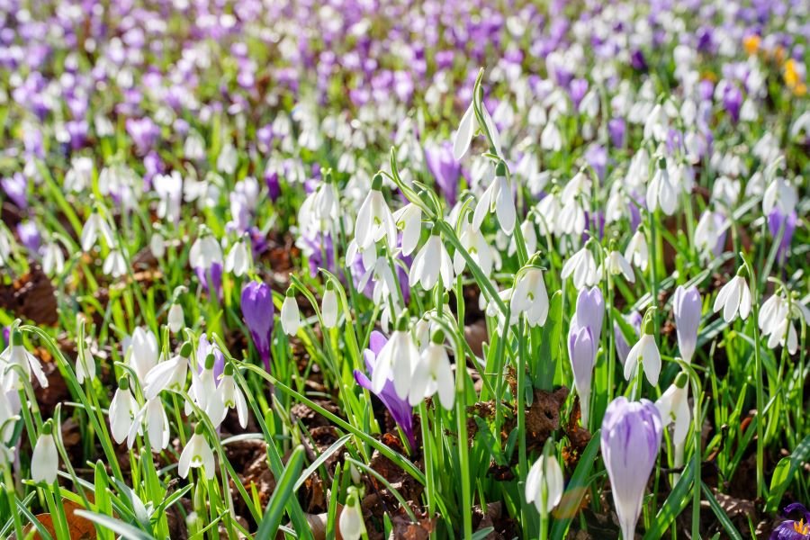 snowdrops and crocuses