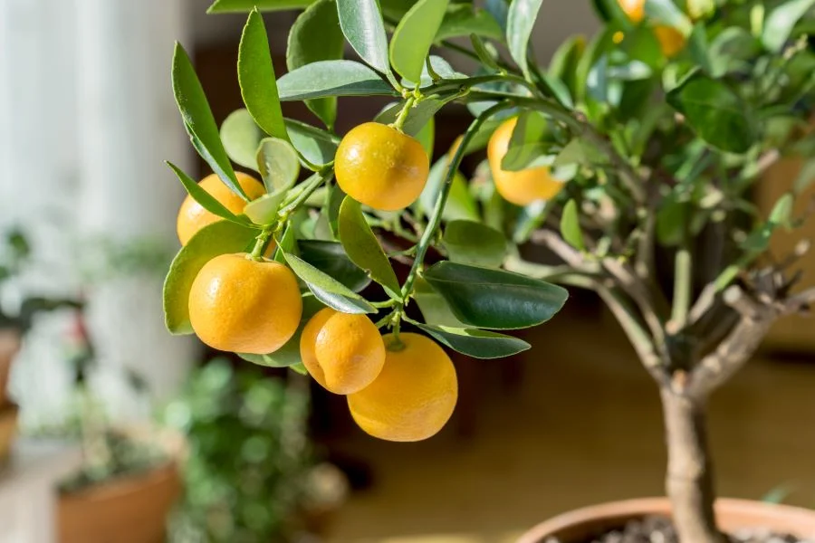 Italian Style Garden - Citrus Plants