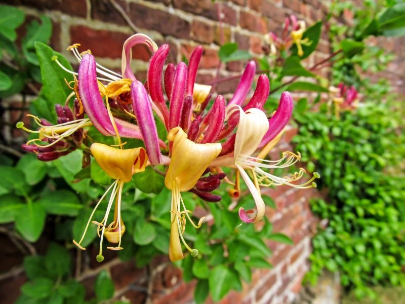 honeysuckle plants for pergolas